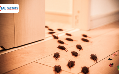 Insect Symbology – What’s the Meaning of That Bug?