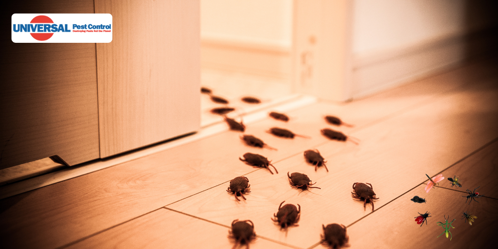 Insect Symbology – What’s the Meaning of That Bug?