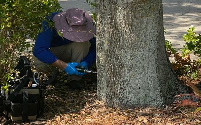 Why Choosing a Professional Pest Control Service for Bed Bugs is Essential
