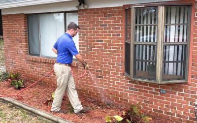 What to Expect From Termite Inspections & How to Prepare