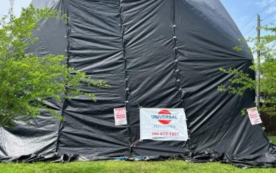 Top Things to Consider Before Tenting a House For Termites