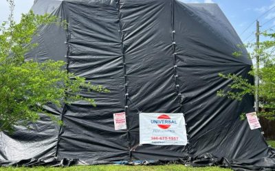 Top Warning Signs Your Home Needs Tenting Treatment For Termites