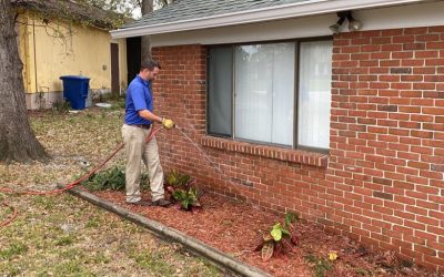 Comprehensive Guide to Drywood Termite Treatment in Florida
