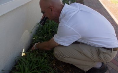 Termite Treatment Tips You Should Follow To Lessen The Damage