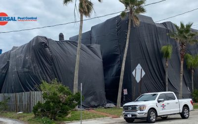 Warning Signs That Your Home Needs Termite Treatment