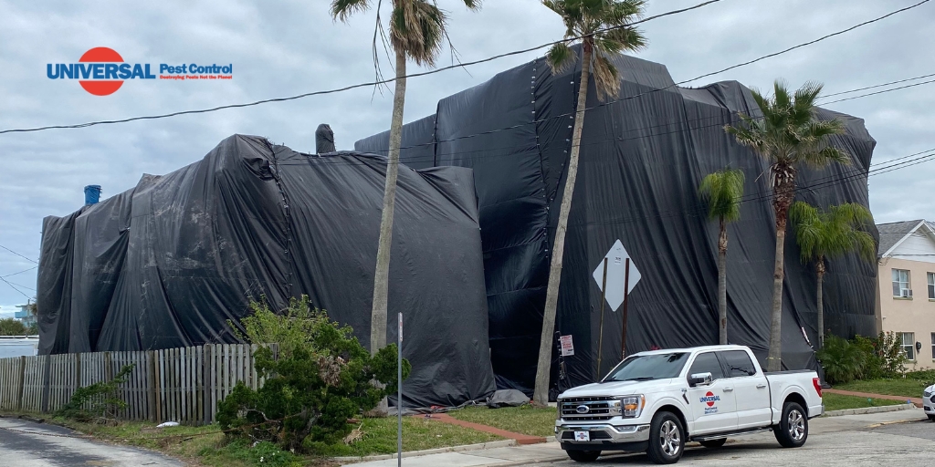 Warning Signs That Your Home Needs Termite Treatment
