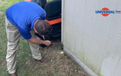 Identifying Subterranean Termites: Key Signs And Solutions