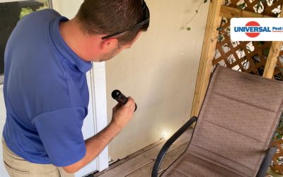 5 Signs That Your Daytona Beach Home Needs Termite Treatment