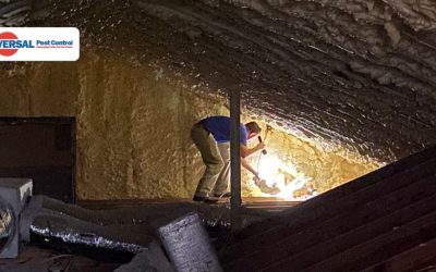 5 Best Practices to Protect Your Home – Drywood Termites