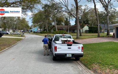 Everything You Need To Know About Residential Pest Control