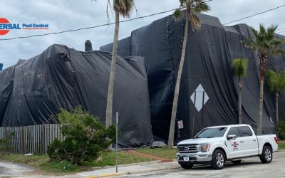 The Best Time of Year for Tenting a House for Termites