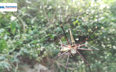 How to Get Rid of Spiders: Complete Guide for Palm Coast Homeowners