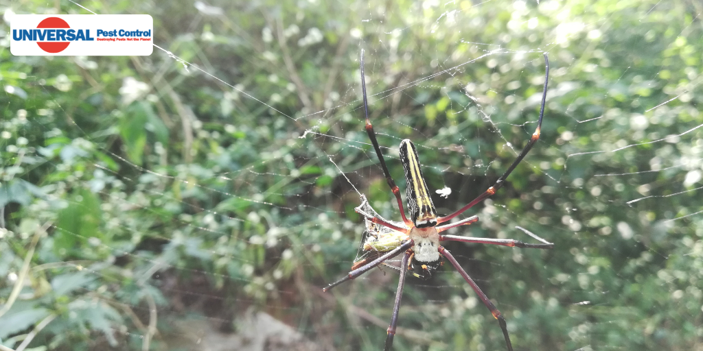 How to Get Rid of Spiders