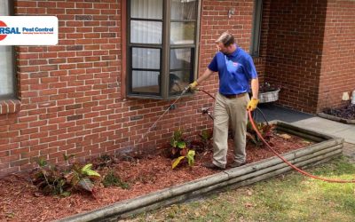 Complete Guide to Termite Inspections in Port Orange: Cost, Process & Protection for Your Home