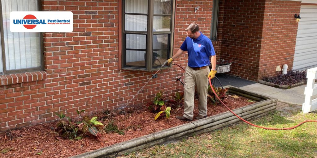 Complete Guide to Termite Inspections in Port Orange: Cost, Process & Protection for Your Home