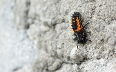 How To Kill Termites: Complete Guide for Effective Termite Control