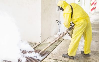 Termite Fumigation Process: A Complete Guide to Eliminating Termites