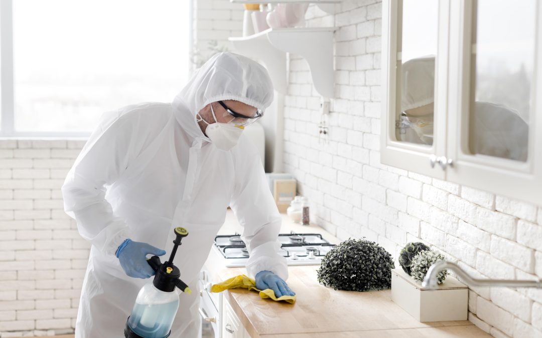 termite inspection