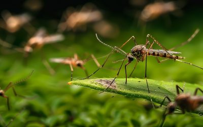 Understanding Mosquito-Borne Diseases: Transmission and Prevention