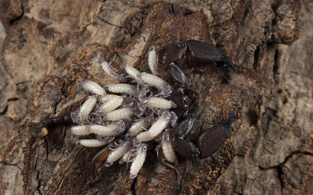 Signs of Termites