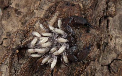 Signs of Termites: How to Identify Termite Activity in Your Home