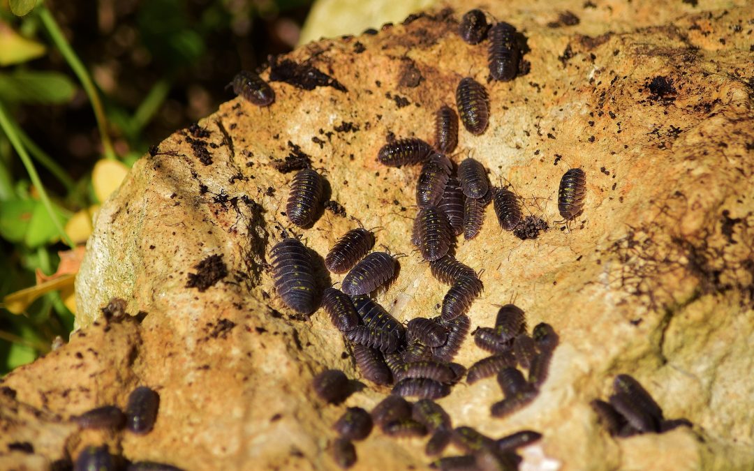 Treatment for Drywood Termites: Every Option Compared