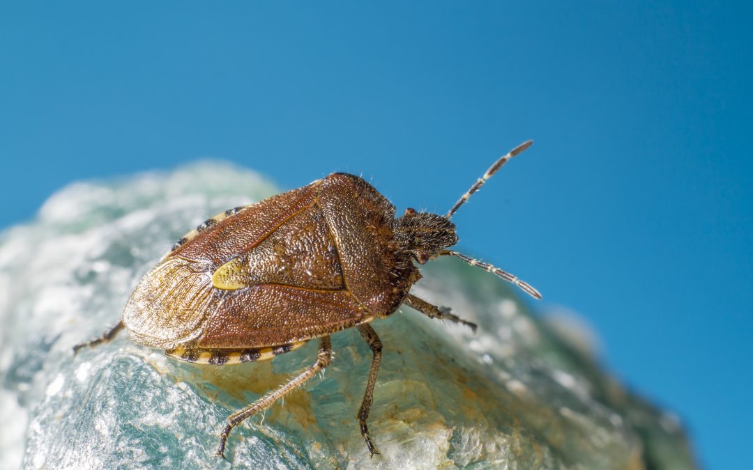 How to Get Rid of Bed Bugs